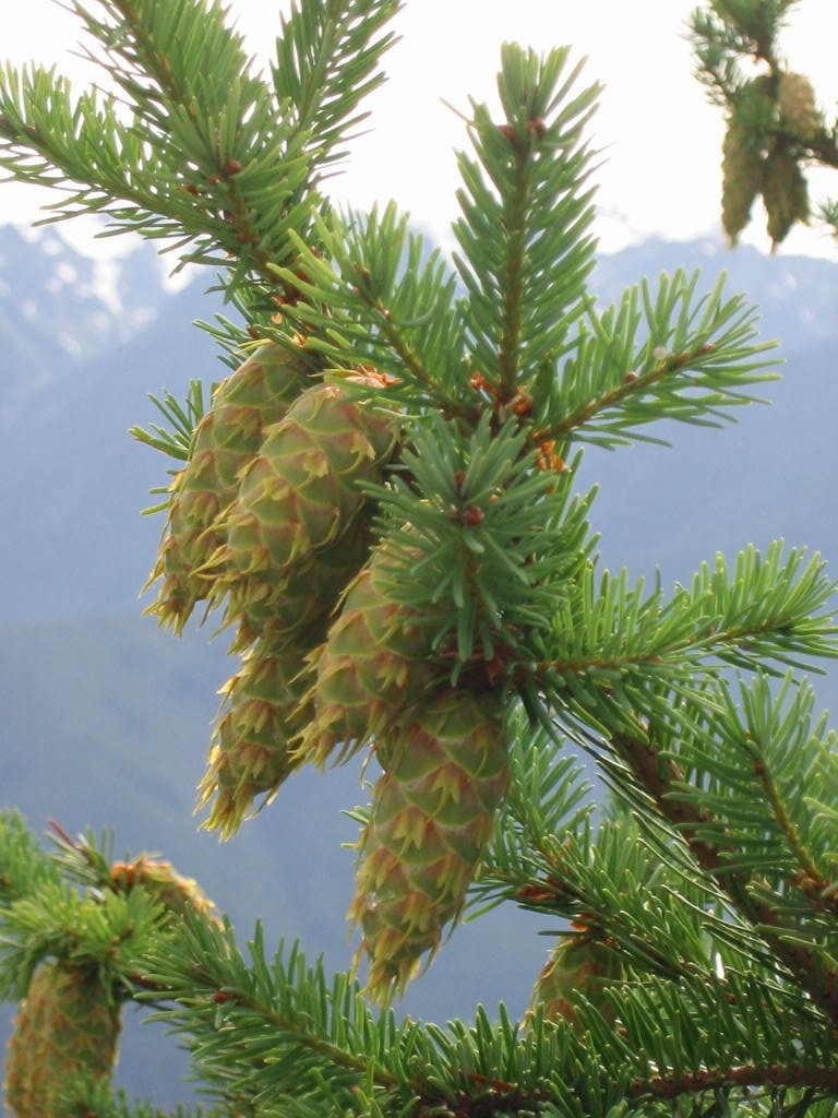 pinecones.jpg